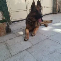 واگذاری سگ ژرمن