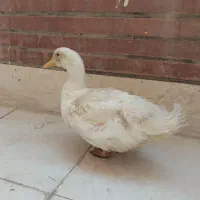 اردک|حیوانات مزرعه|فولادشهر, مسکن مهر فولادشهر|دیوار