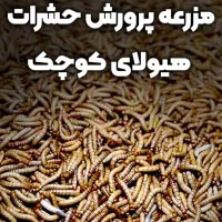 میلورم زنده و خشک