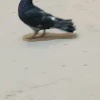 ۸عدد‌کبوتر|پرنده|بروجن, |دیوار