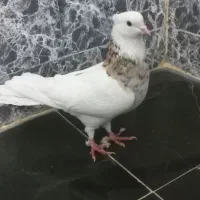 طوقی هفت رنگ|پرنده|مسجد سلیمان, |دیوار