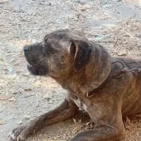 واگذاری سگ بول ماستیف|سگ|پیر بکران, |دیوار