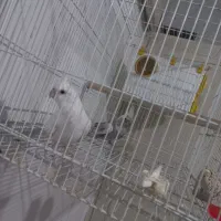 جفت عروس هلندی البینو معاوضه جوجه سرلاکی شاه طوطی