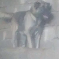 سگ سرابی از جنسه پله|سگ|میانه, |دیوار