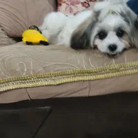 سگ کوتاه ۵ماهه|سگ|گرگان, |دیوار