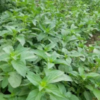 باغبانی گل کاری محلول حذف هرز تقویتی باردهی پیوند