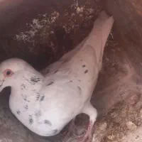 کفتر سار|پرنده|مشهد, امام رضا (ع)|دیوار