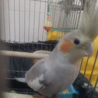 عروس هلندی