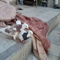 جفت کبوتر|پرنده|اهواز, الصافی|دیوار
