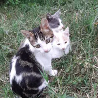 گربه|گربه|آستارا, |دیوار