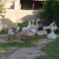 غاز|حیوانات مزرعه|گنبد کاووس, |دیوار