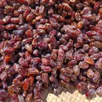 خرمایکبکابتازهکیلو۱۱۰|حراج|سنندج, |دیوار