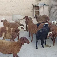 شانزده راس بره ماده  سبک سالم و سرحال