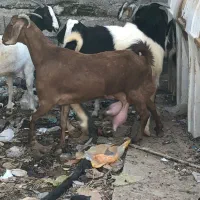 بز قیمت مناسب عسلویه|حیوانات مزرعه|عسلویه, |دیوار