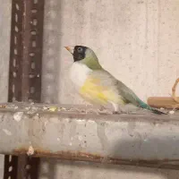 فنچ جفت گلدین مولد