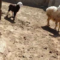 یک‌عدد‌گوسفند‌بره‌دار‌ویک‌بز‌نزائده