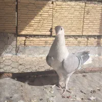 کبوتر دمگیر خرقه