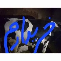 خرید گوساله نر یا ماده با چک