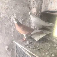 کفتر پلنگ