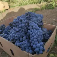 انگور سر دشت|خوردنی و آشامیدنی|تهران, میدان میوه و تره‌بار مرکزی|دیوار