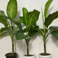 گل دیفن باخیا|گل و گیاه طبیعی|سنگر, |دیوار