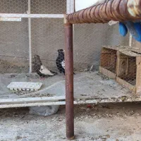 قفس کبوتر برای پرنده