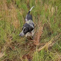 سگ شکاری پوینتر المانی