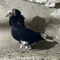 کفتر پلاکی|پرنده|ری, شهید بهشتی|دیوار