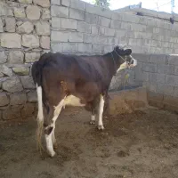 گاووگوساله