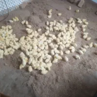 جوجه|حیوانات مزرعه|صفادشت, |دیوار