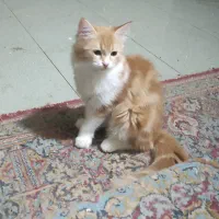 گم شدن دو تا گربه