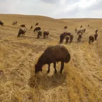 قوچ کاربلد افشاری