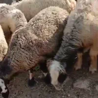 میش