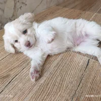 سگ دو ماهه سفید ترکیب شیتزو و پامر