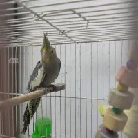 یک عدد عروس هلندی سیامون و تعدادی مرغ عشق