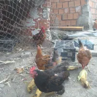 مرغ وخروس محلی