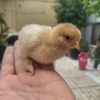 جوجه برهما و تخم نطفه داربرهما