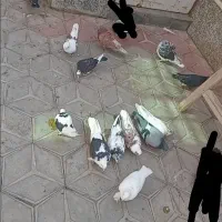 انواع کبوتر