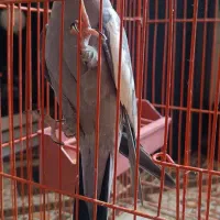 یک جفت عروس هلندی