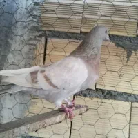 پرشی تیر ماه|پرنده|میانه, |دیوار