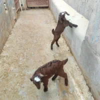 بزغاله شیری