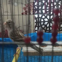 قناری سفید نر... قناری طوسی  نر