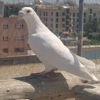 کبوتر هومر