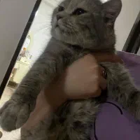 گربه اسکاتیش ماده
