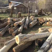 خرید درخت|خدمات باغبانی و درختکاری|موچش, |دیوار