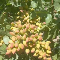 مشاوره تخصصی کاشت و برداشت پسته افزایش عملکرد باغ|خدمات باغبانی و درختکاری|قم, زنبیل آباد|دیوار