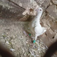 سلام 4عدد کفتر