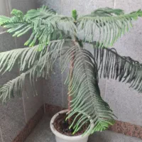درخت کاج مطبق و درختچه یوکا کاملا سالم و شاداب|گل و گیاه طبیعی|تهران, هروی|دیوار