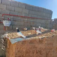 کبوتر طوقی|پرنده|جوین, |دیوار