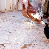 بقلمون بوربون بقلمون مرغ وخروس آمری کایی|حیوانات مزرعه|تربتحیدریه, بهشت عسکری|دیوار